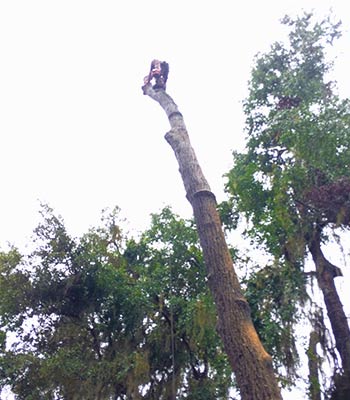 Hazardous Tree Removal