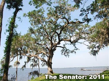 The Senator: 2011